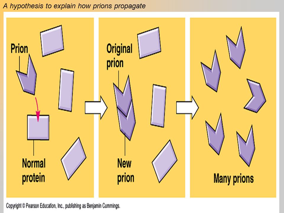 A hypothesis to explain how prions propagate