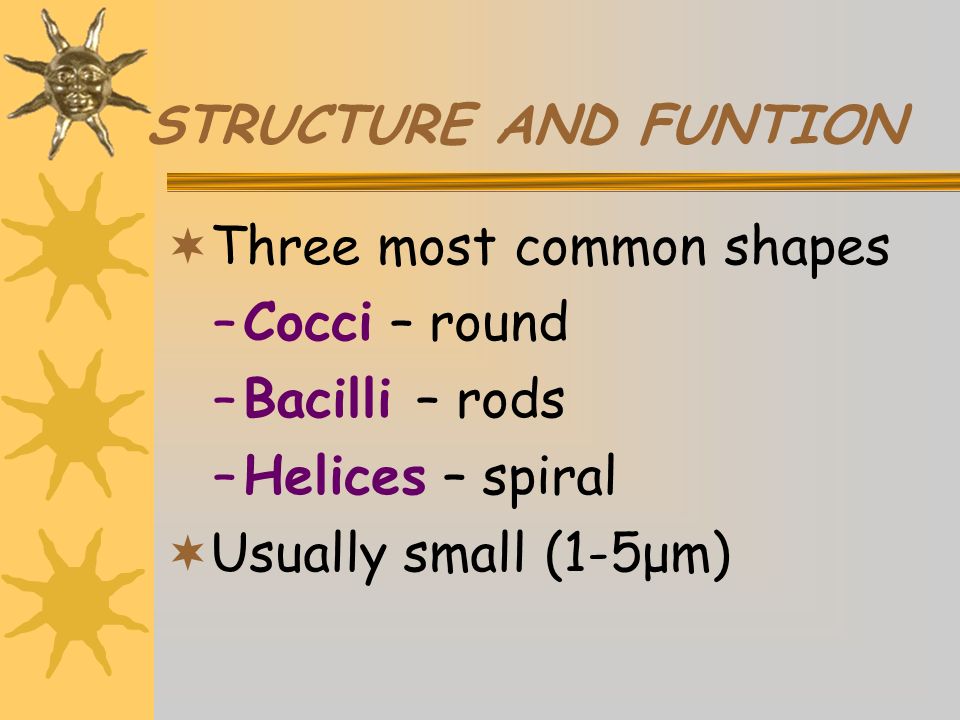 STRUCTURE AND FUNTION  Three most common shapes –Cocci – round –Bacilli – rods –Helices – spiral  Usually small (1-5μm)
