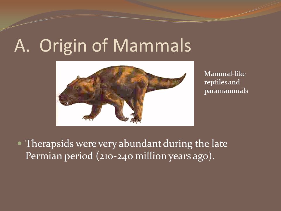A. Origin of Mammals The first mammals appeared about 230 million years ...