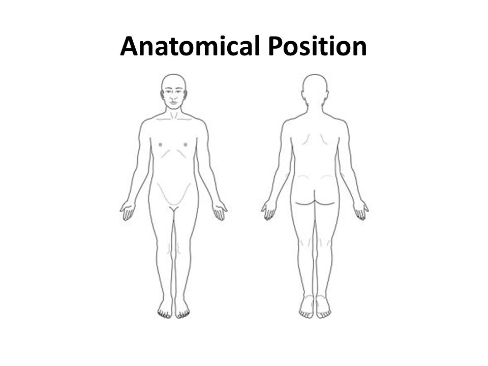 Exam Review 1 Anatomical Terminology Anatomical Position Ppt Download