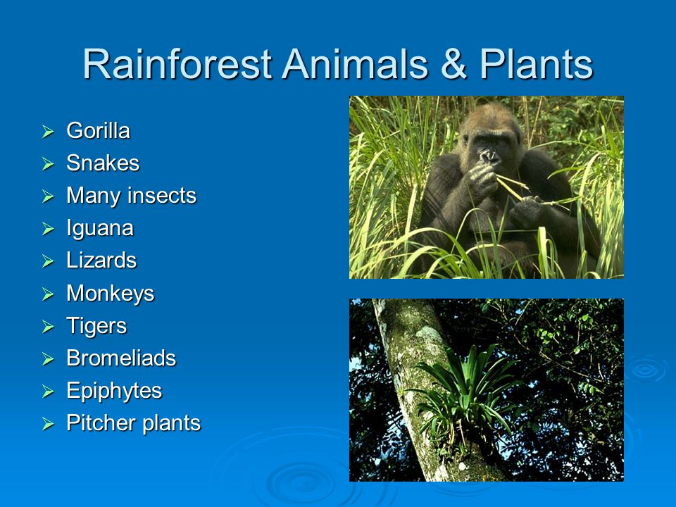 Habitats Mrs. Kovalchick 1 st grade science. Objectives  Name all five  habitats  Identify one plant from each habitat  Identify one animal from  each. - ppt download