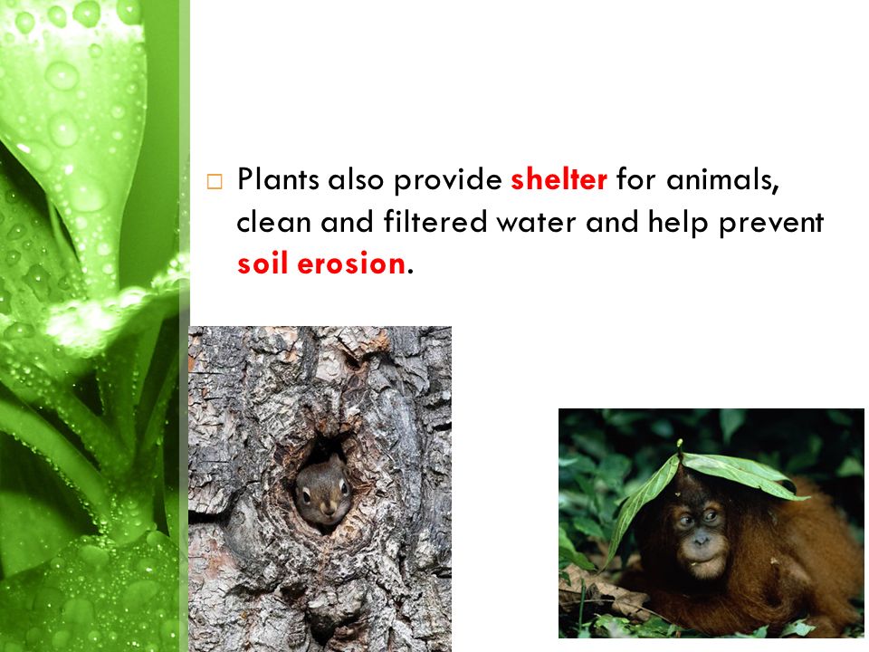 People and Plants Topic 1. People and Plants  People use plants for things  other than food.  Plants provide fibre  Fibre: tissue of plants from the.  - ppt download