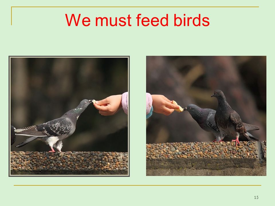 I feed перевод. Feed Birds. Feed Birds картинки для детей. Feed Birds табличка. Feeding Birds перевод.
