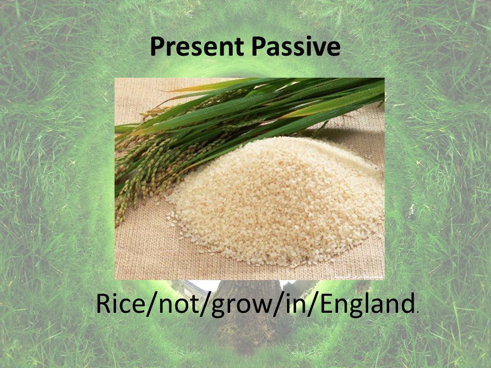 Present Passive Rice/not/grow/in/England.