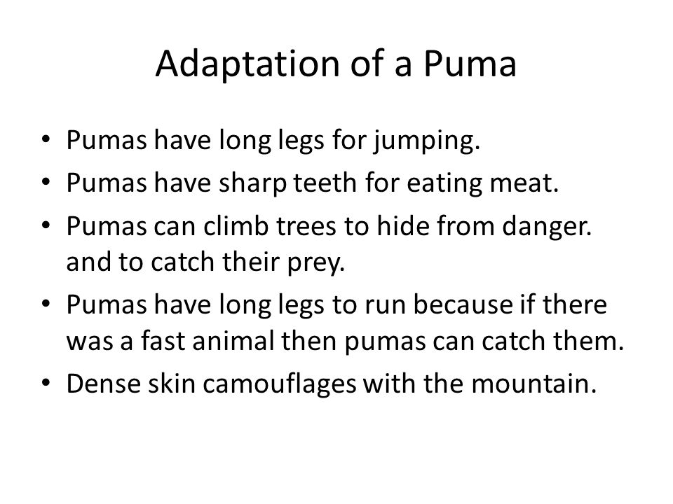 Pumas By Benjamin Liu. Changes of Pumas The pumas habitats is shrinking  because people are cutting down trees. People are also killing pumas. Less  food. - ppt download