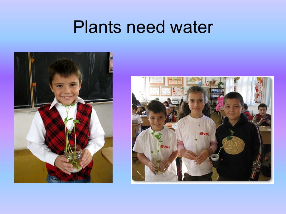 Plants need water