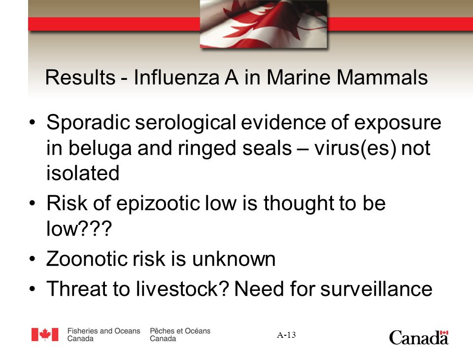 A-13 Results - Influenza A in Marine Mammals Sporadic serological evidence of exposure in beluga and ringed seals – virus(es) not isolated Risk of epizootic low is thought to be low .