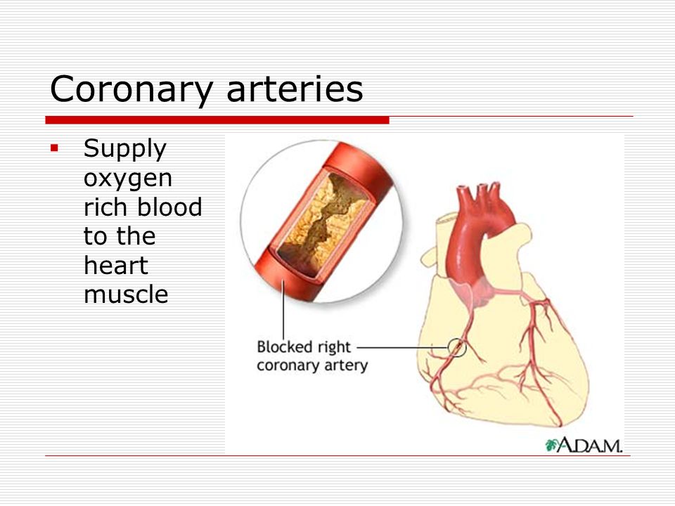 Coronary arteries  Supply oxygen rich blood to the heart muscle