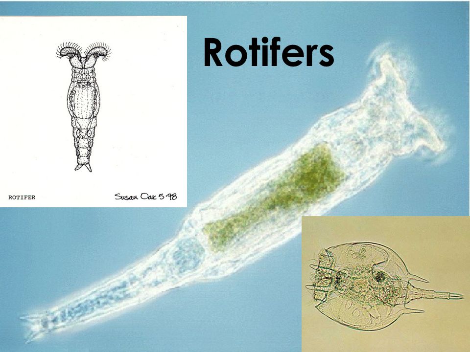 marine invertebrates sponges and
