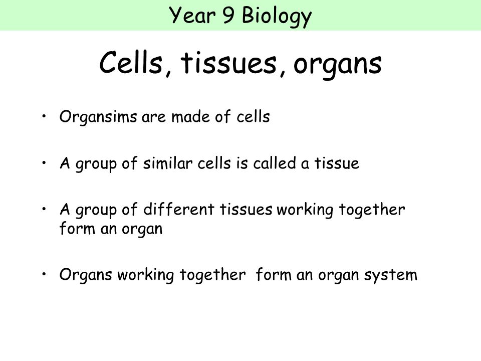 Year 9 Biology The Human Body Cells Tissues Organs 2 Year 9 Biology Cells Tissues Organs Organsims Are Made Of