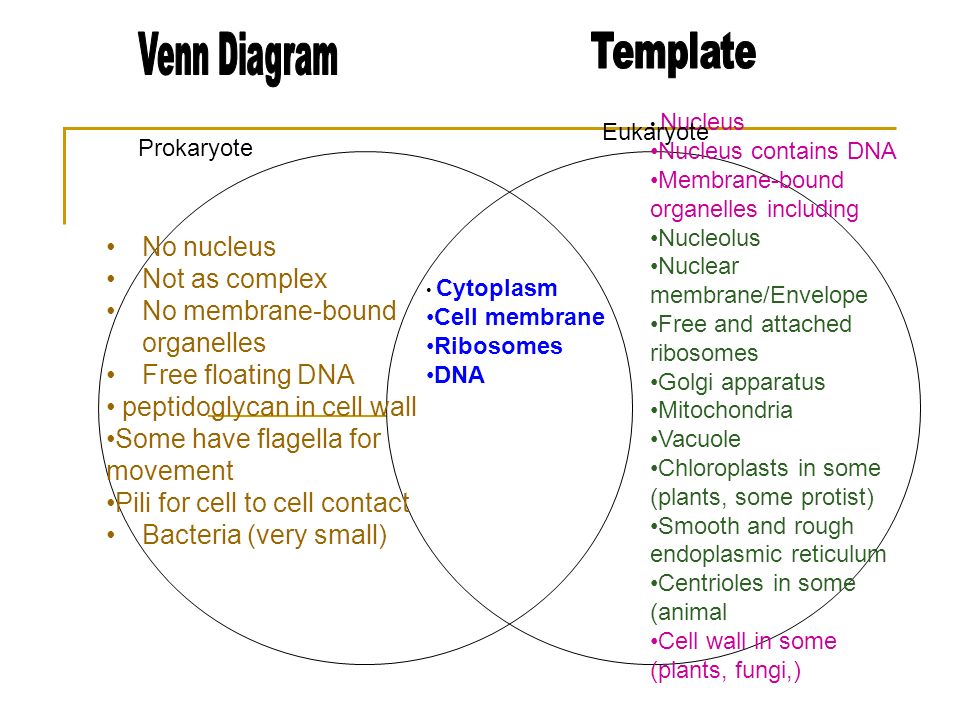 What organelle contains dna and ribosomes