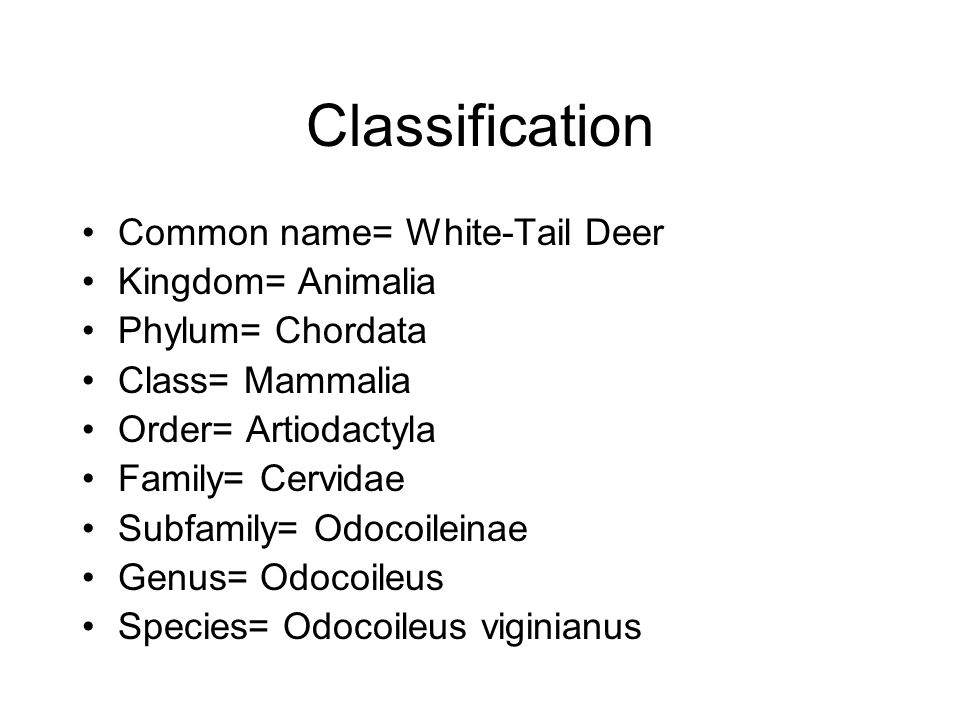 White Tailed Deer Classification Chart