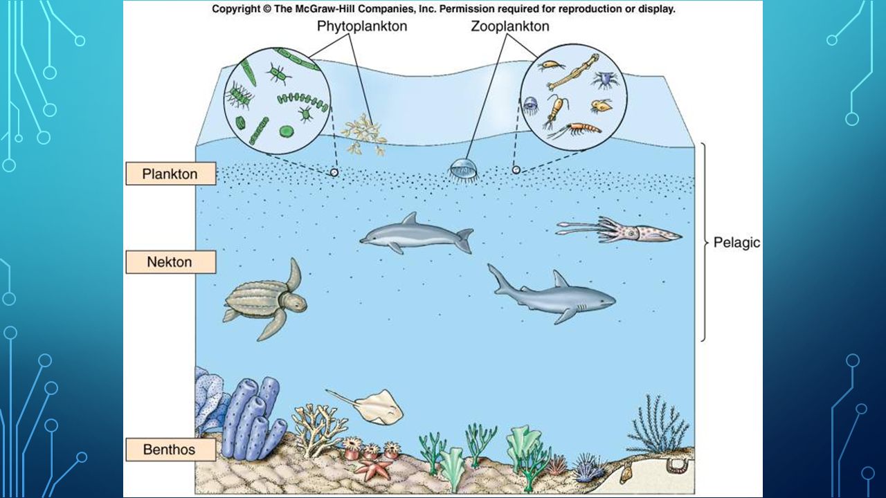 На какие экологические сообщества подразделяют мировой океан. Водная среда бентос планктон Нектон. Планктон Нектон бентос водной среде обитания. Бентос Планкитон Пентон. Фитопланктон зоопланктон бентос.