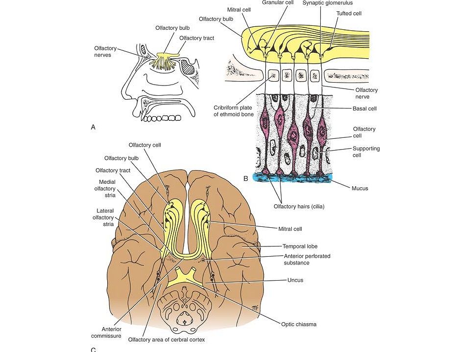 Обонятельный канал. Обонятельный нерв анатомия. Обонятельный анализатор строение. Патология обонятельного нерва.