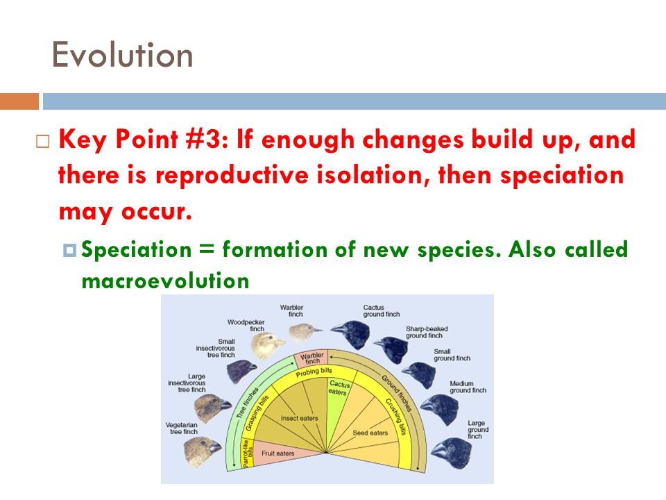Evolution  Key Point #3: If enough changes build up, and there is reproductive isolation, then speciation may occur.