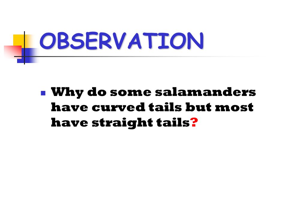 OBSERVATION Why do some salamanders have curved tails but most have straight tails