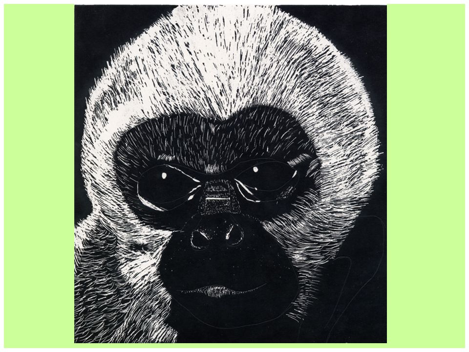 Scratchboard Animal Project - ppt download