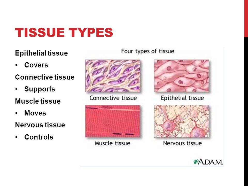 TISSUES CH. 4: THE FABRIC OF LIFE. TISSUE TYPES Epithelial tissue Covers  Connective tissue Supports Muscle tissue Moves Nervous tissue Controls. -  ppt download