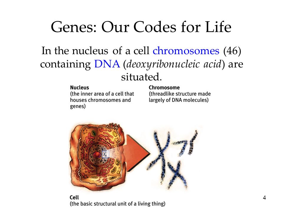 4 Genes: Our Codes for Life In the nucleus of a cell chromosomes (46) containing DNA (deoxyribonucleic acid) are situated.