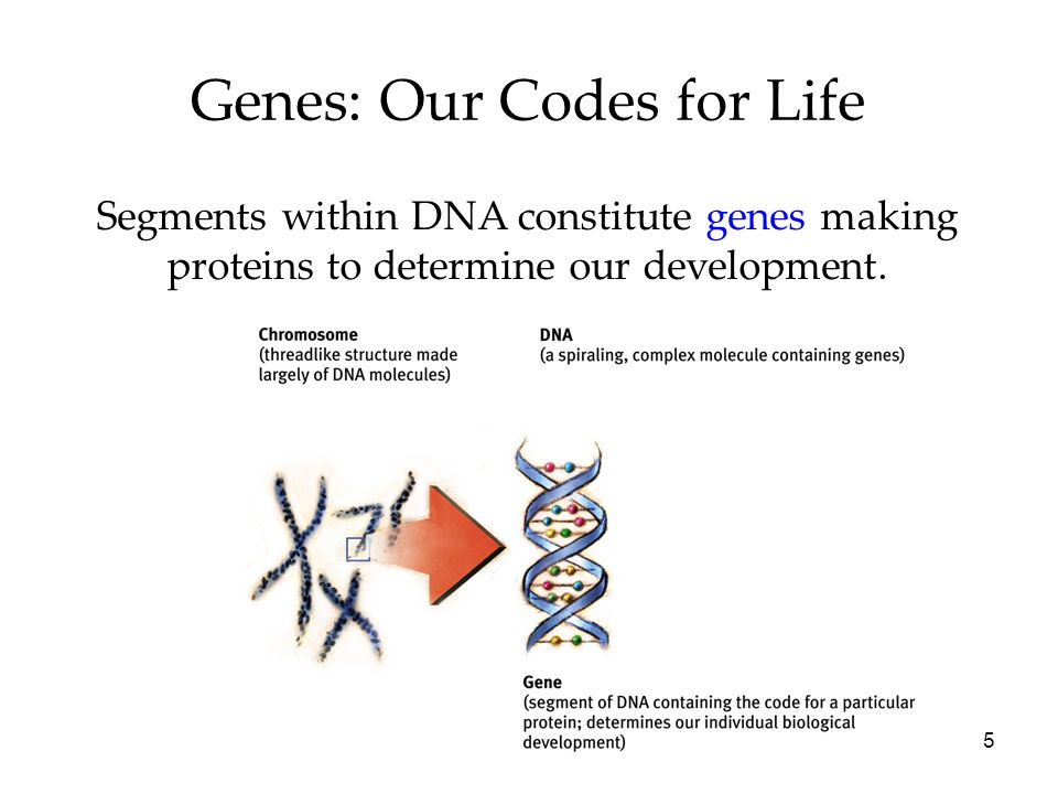 5 Genes: Our Codes for Life Segments within DNA constitute genes making proteins to determine our development.