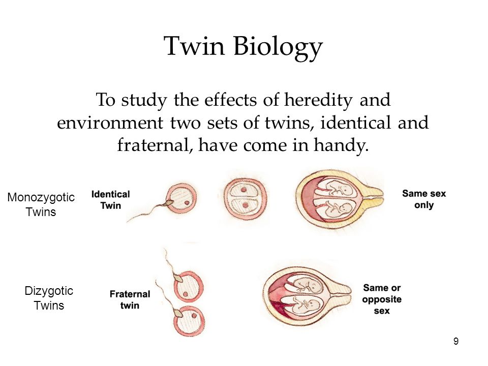 9 Twin Biology To study the effects of heredity and environment two sets of twins, identical and fraternal, have come in handy.