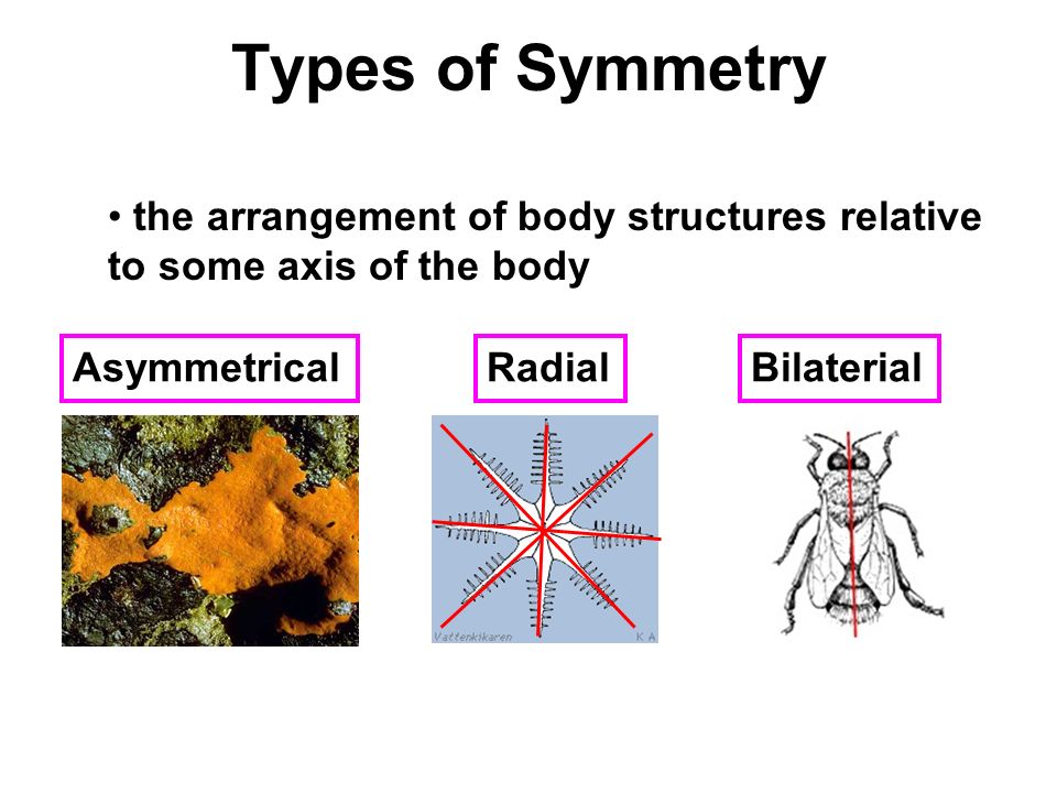 Types of Symmetry AsymmetricalBilaterialRadial the arrangement of body structures relative to some axis of the body