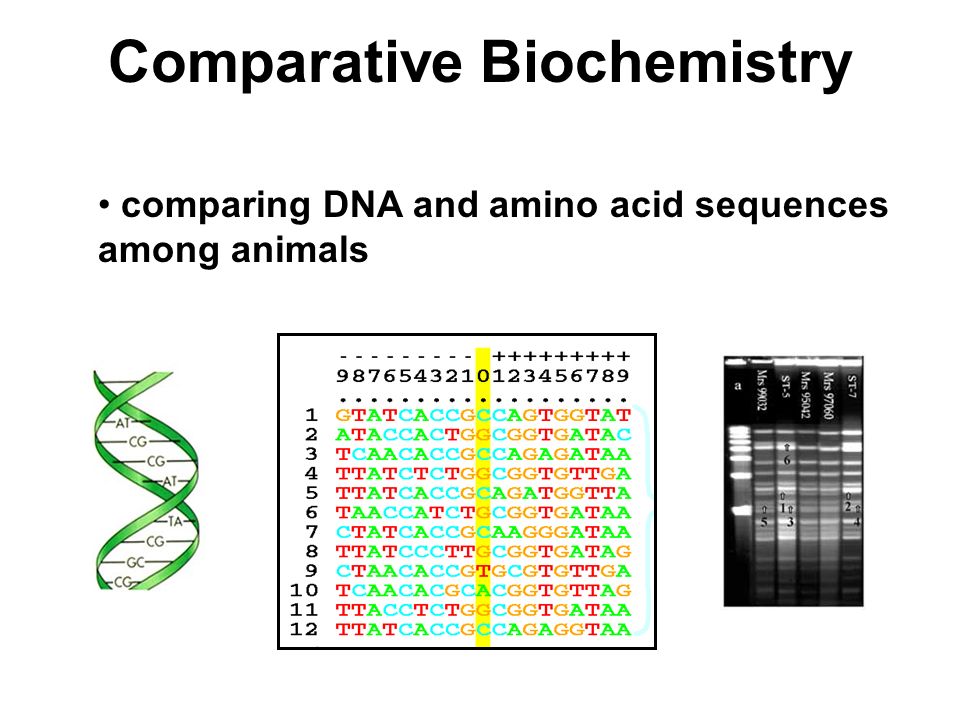 Comparative Biochemistry comparing DNA and amino acid sequences among animals