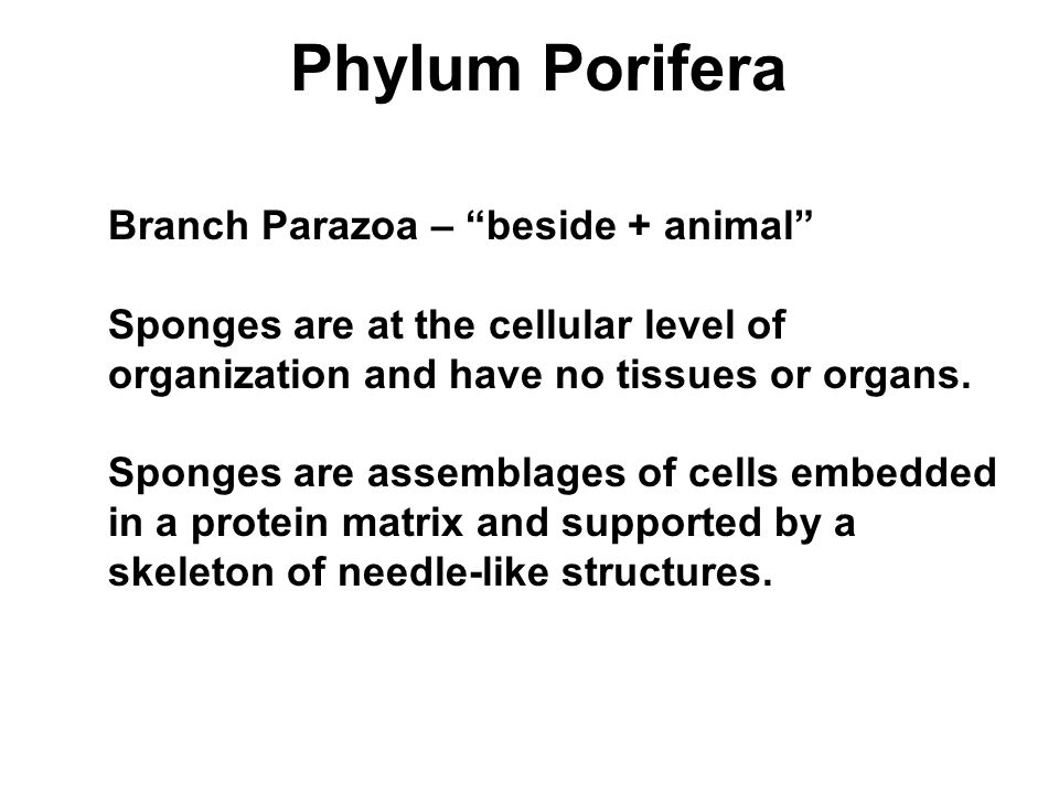 Phylum Porifera Branch Parazoa – beside + animal Sponges are at the cellular level of organization and have no tissues or organs.