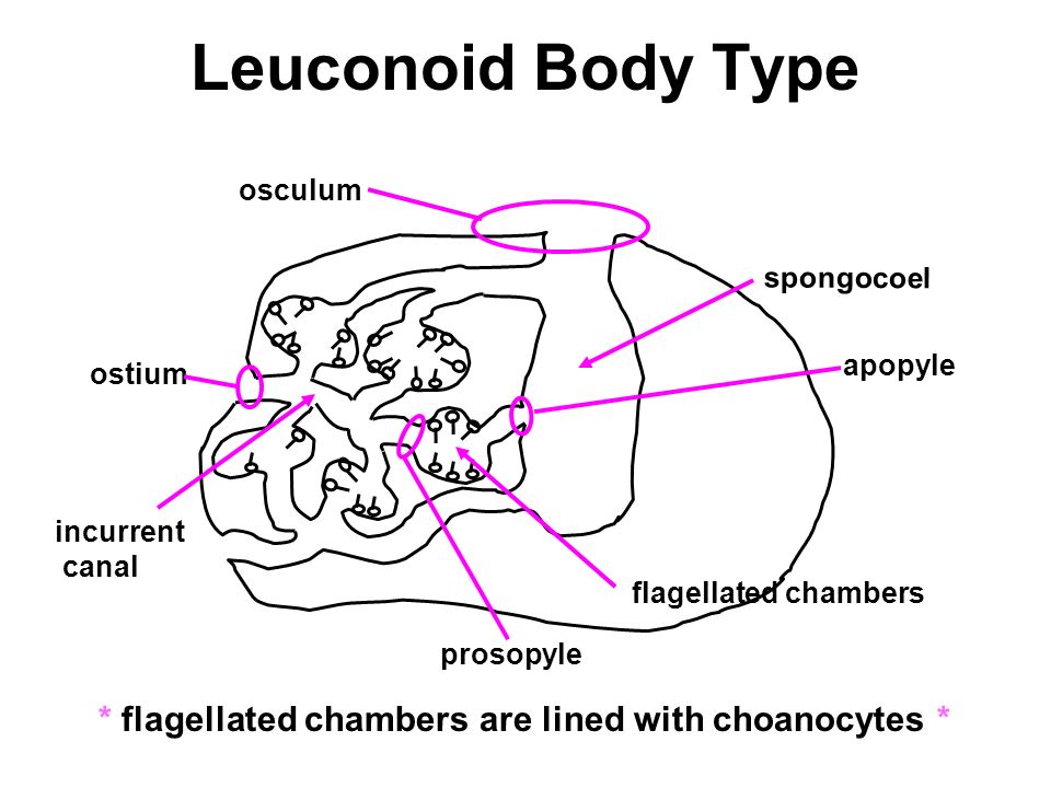 Leuconoid Body Type flagellated chambers osculum prosopyle ostium apopyle spongocoel incurrent canal * flagellated chambers are lined with choanocytes *