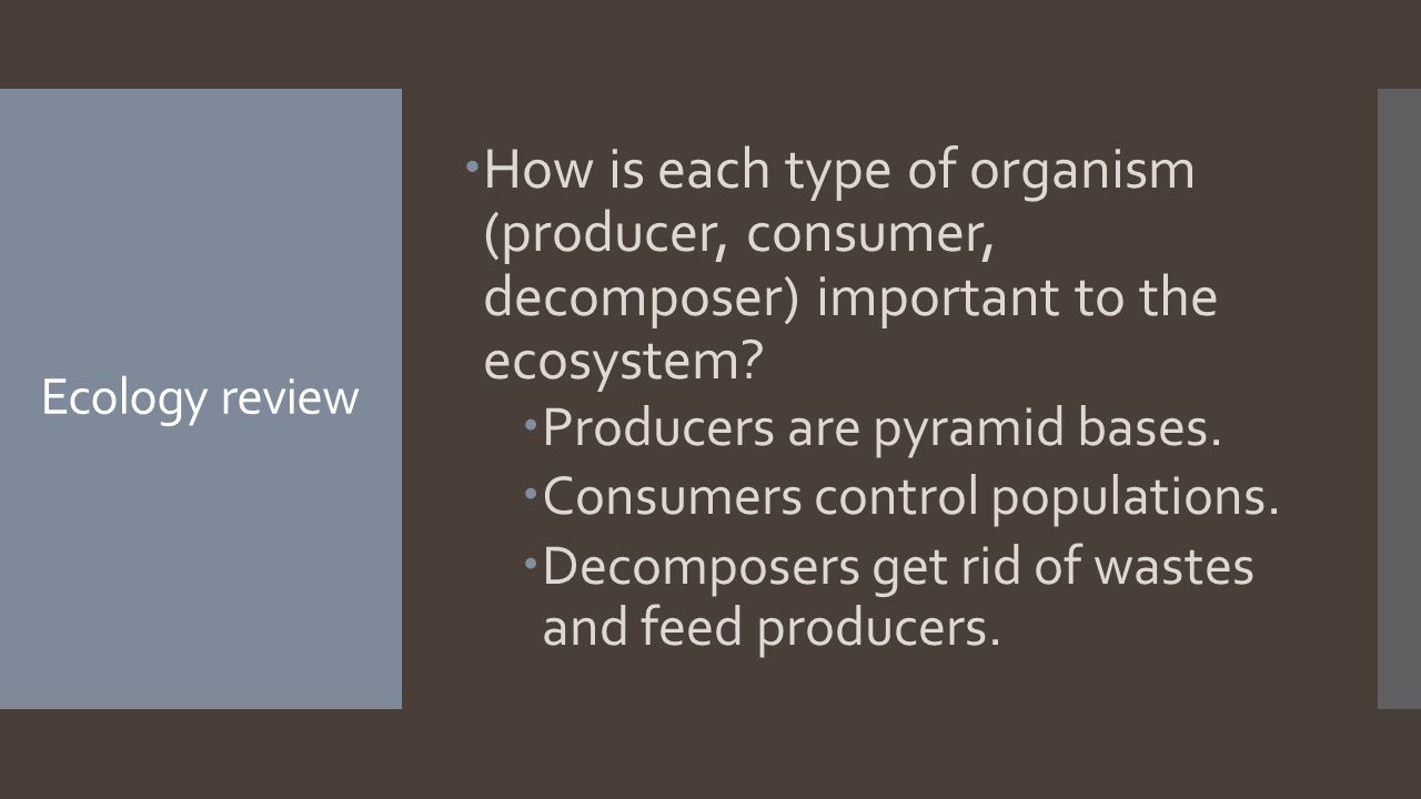 Ecology review  How is each type of organism (producer, consumer, decomposer) important to the ecosystem.