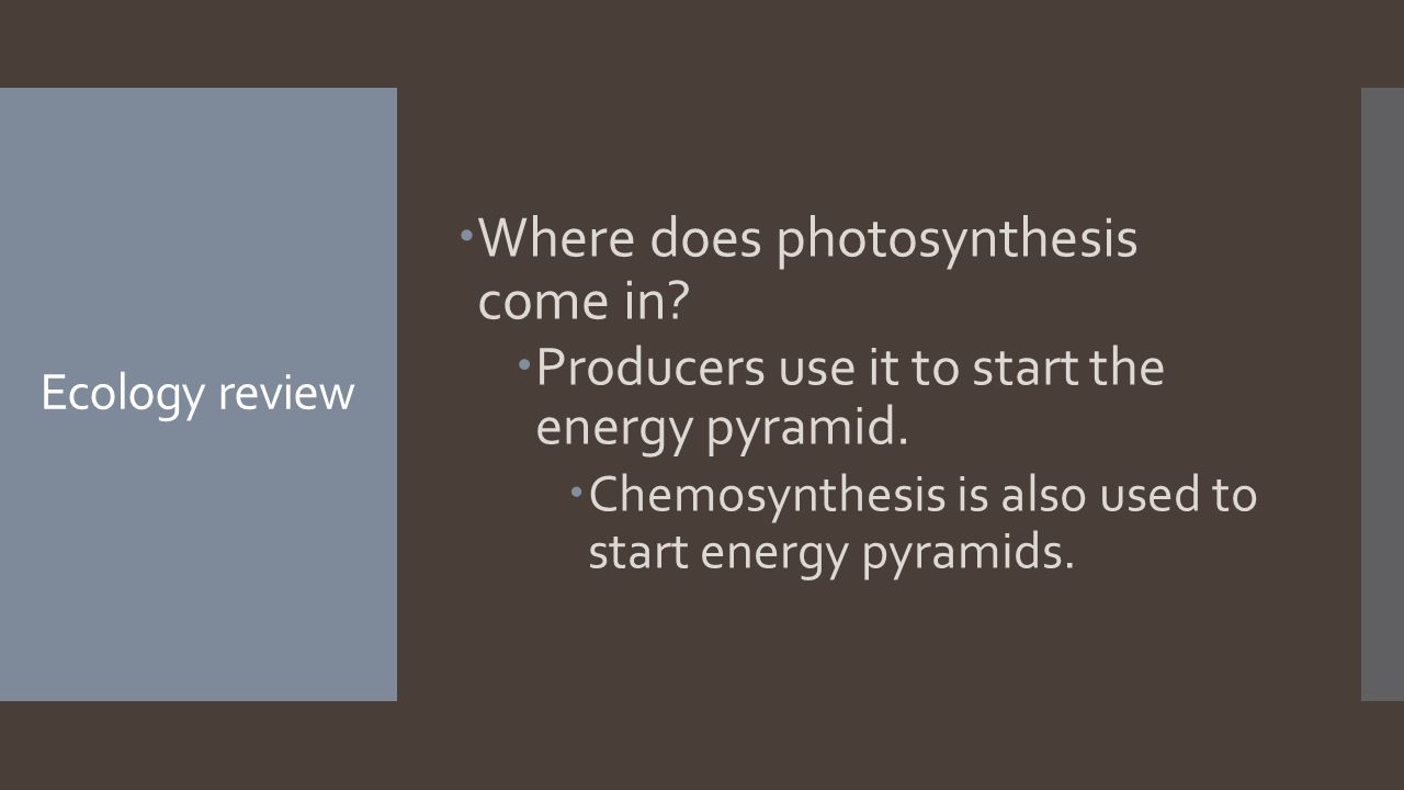 Ecology review  Where does photosynthesis come in.