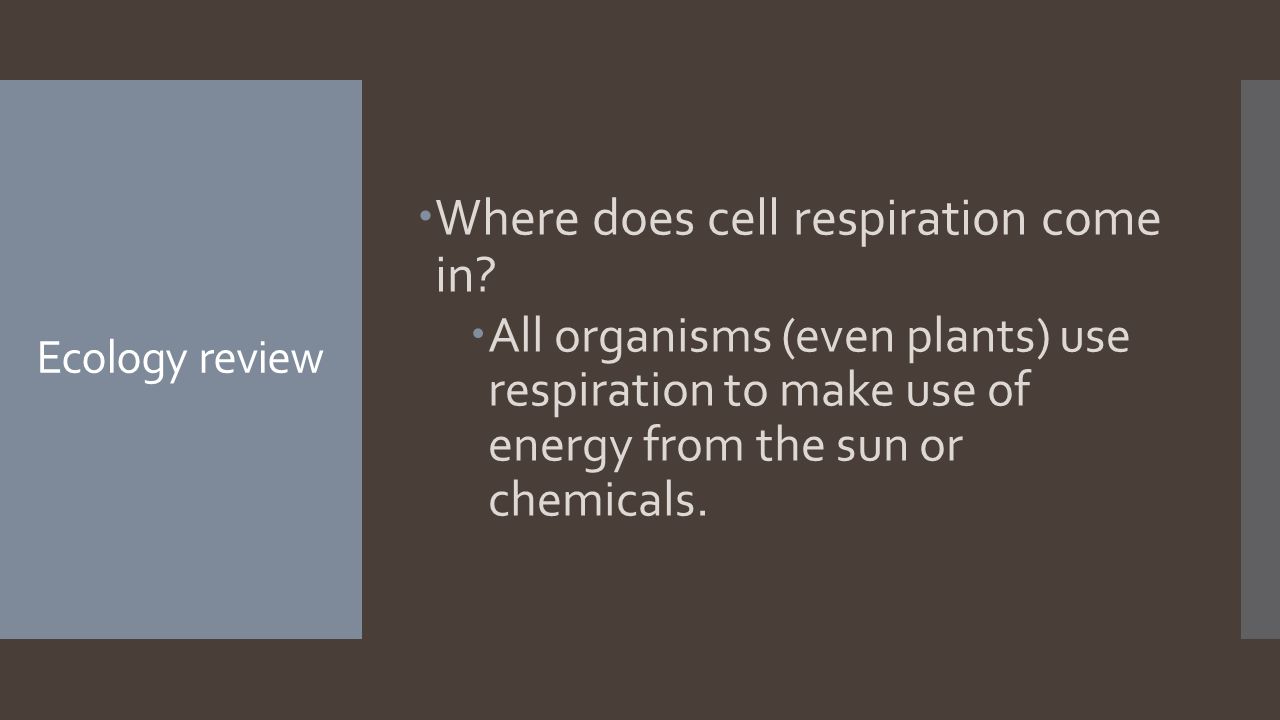 Ecology review  Where does cell respiration come in.
