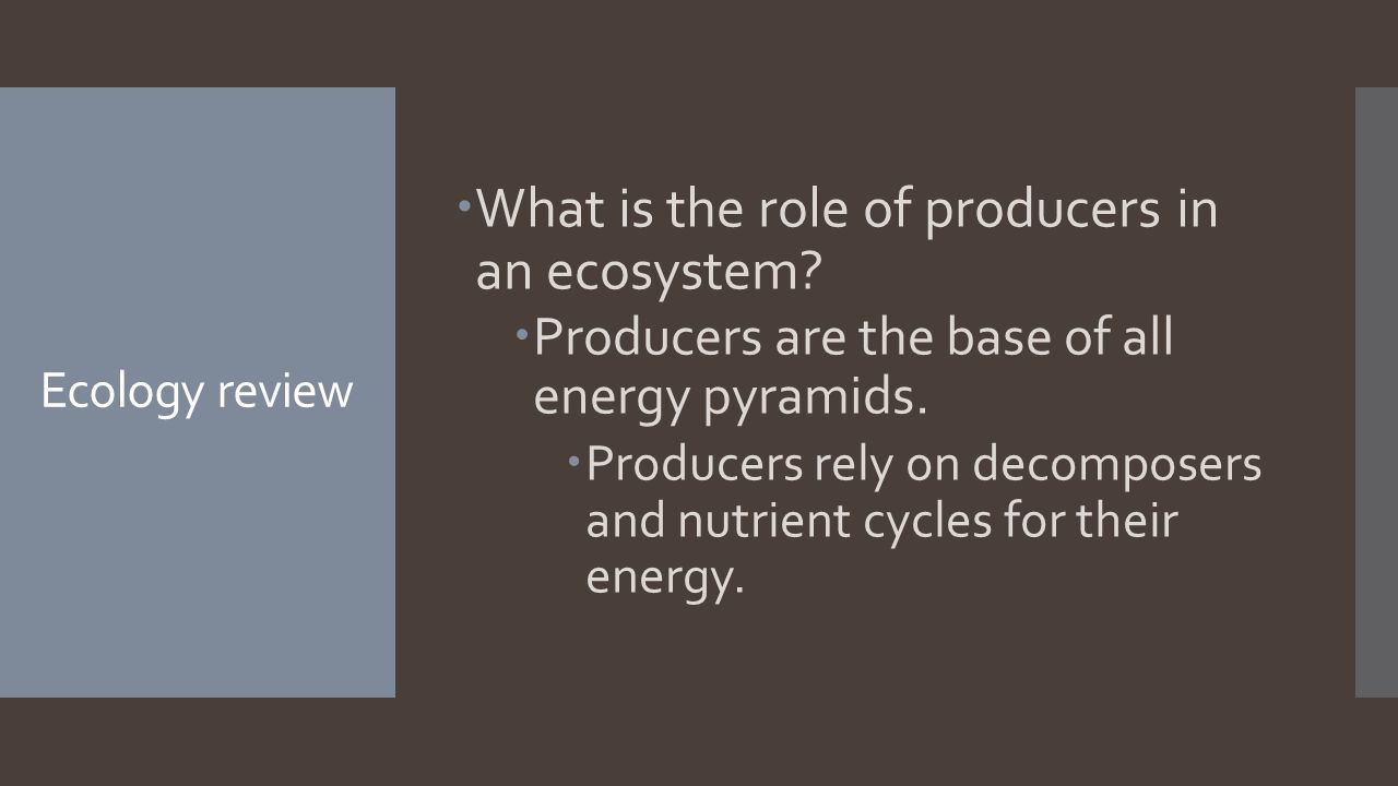 Ecology review  What is the role of producers in an ecosystem.
