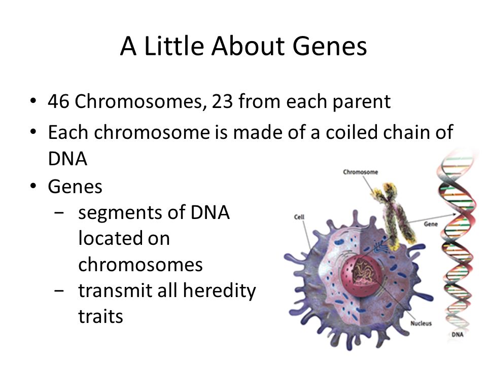 A Little About Genes 46 Chromosomes, 23 from each parent Each chromosome is made of a coiled chain of DNA Genes −segments of DNA located on chromosomes −transmit all heredity traits