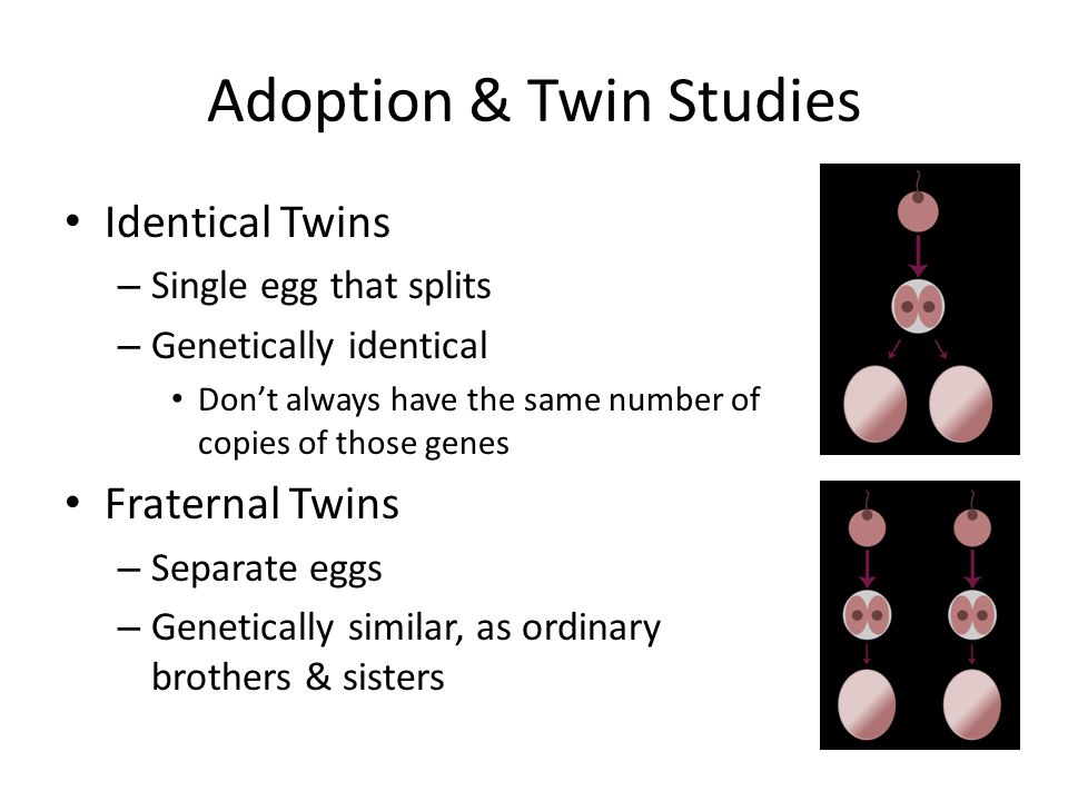 Adoption & Twin Studies Identical Twins – Single egg that splits – Genetically identical Don’t always have the same number of copies of those genes Fraternal Twins – Separate eggs – Genetically similar, as ordinary brothers & sisters