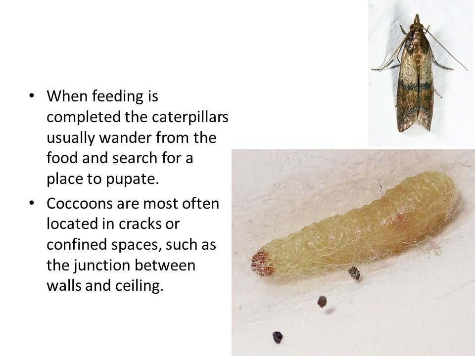 Indian Meal Moth Plodia Interpunctella Aka Flour Moth Grain Moth