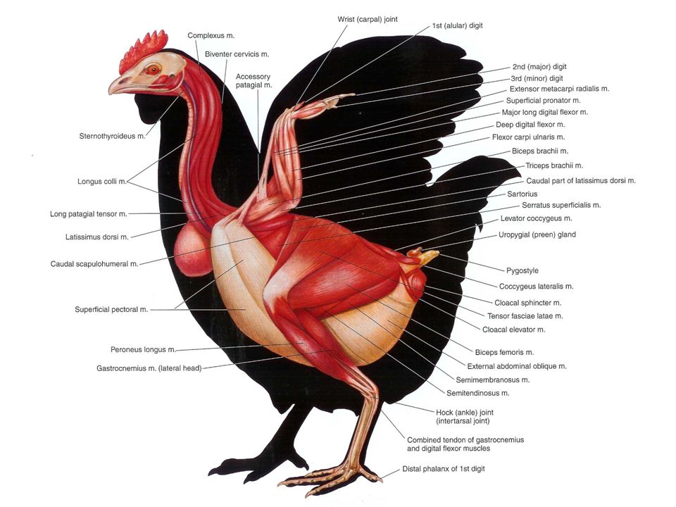 AVIAN MUSCLE. INTRODUCTION \uf071 Most birds have approximately 175 different  muscles, mainly controlling the wings, skin, and legs. \uf071 The largest muscles.  - ppt download