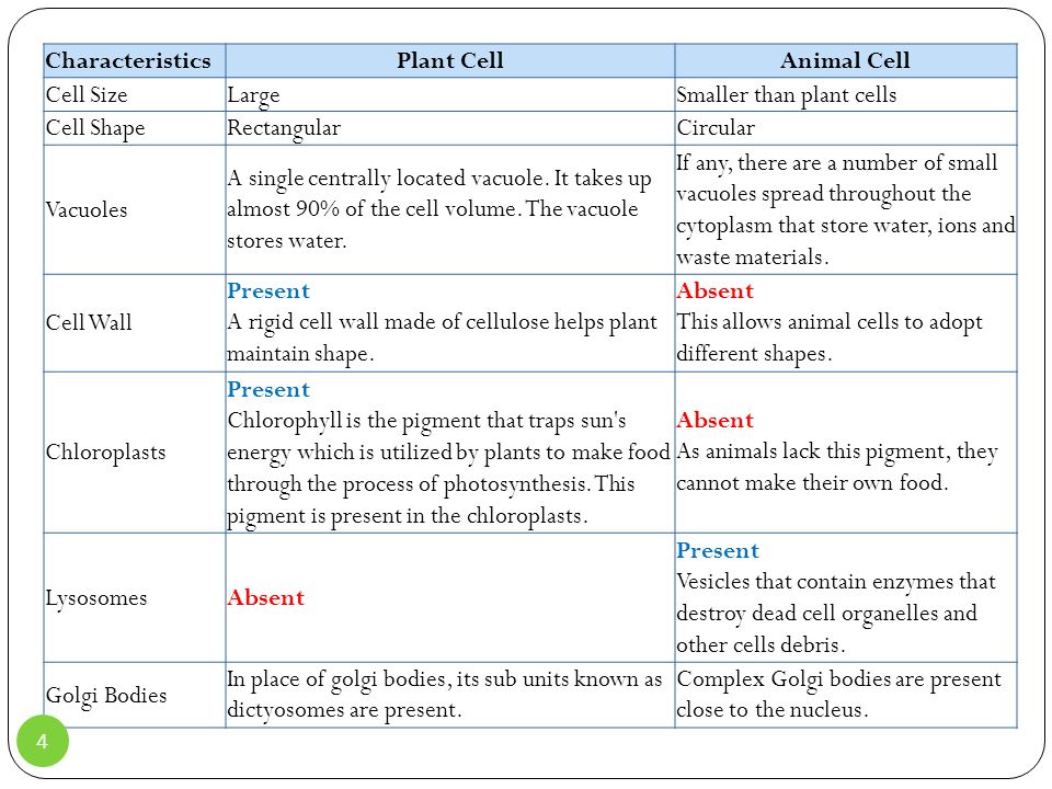 Introduction to Plant & Animal Cells Plant & Animal Cells ppt download