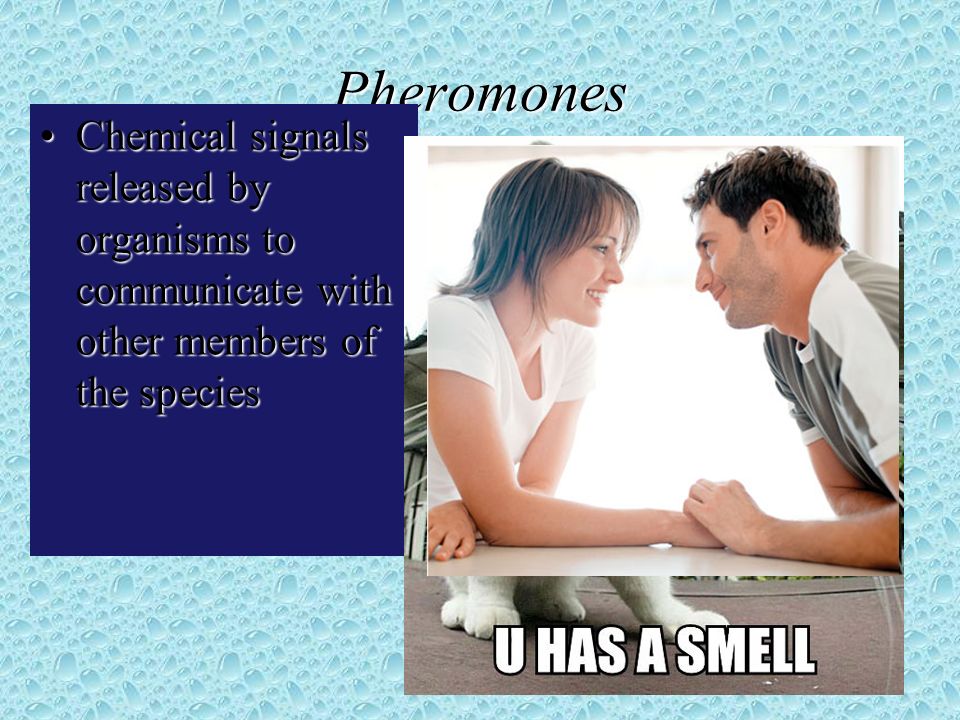 Pheromones Chemical signals released by organisms to communicate with other members of the speciesChemical signals released by organisms to communicate with other members of the species
