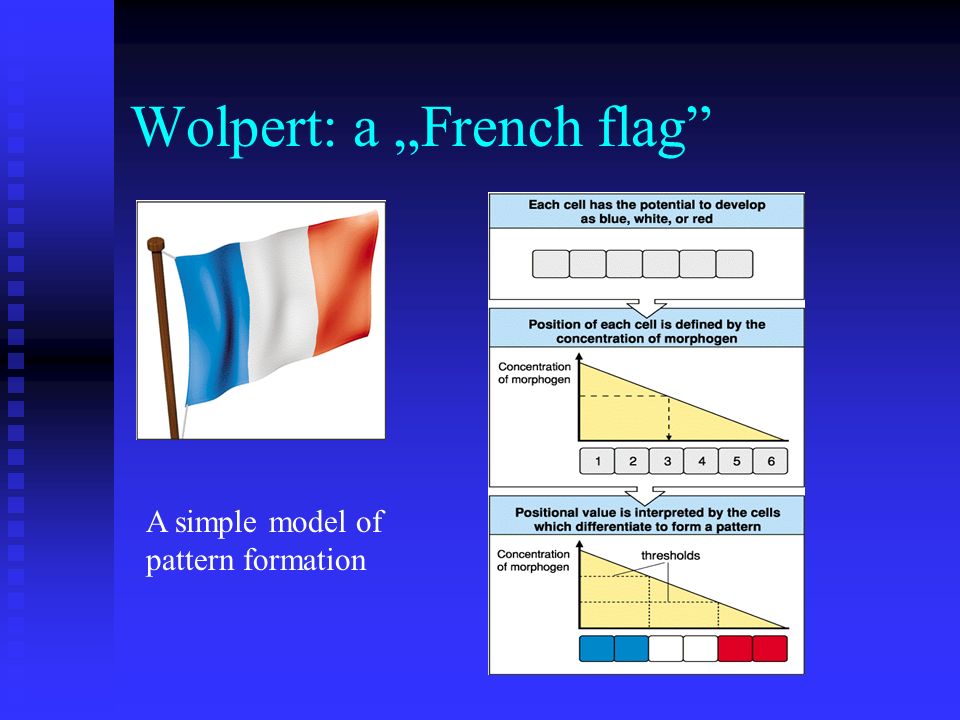 Wolpert: a „French flag A simple model of pattern formation