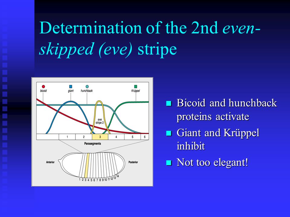 Determination of the 2nd even- skipped (eve) stripe Bicoid and hunchback proteins activate Giant and Krüppel inhibit Not too elegant!