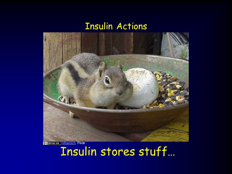Insulin Actions Insulin stores stuff… MharrschMharrsch, Flickr
