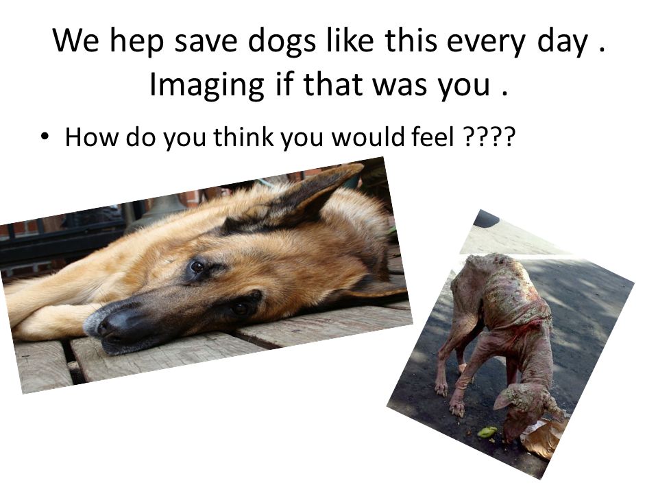 We hep save dogs like this every day. Imaging if that was you. How do you think you would feel