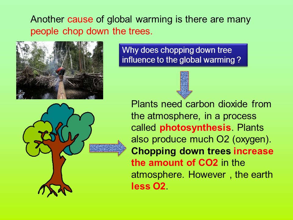 Another cause of global warming is there are many people chop down the trees.