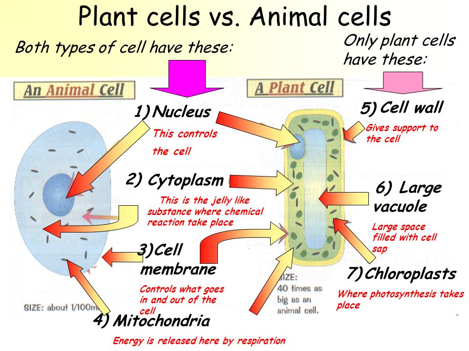 B2 Exam Revision. Plant cells vs. Animal cells Both types of cell have  these: Only plant cells have these: Nucleus This controls the cell  Cytoplasm This. - ppt download