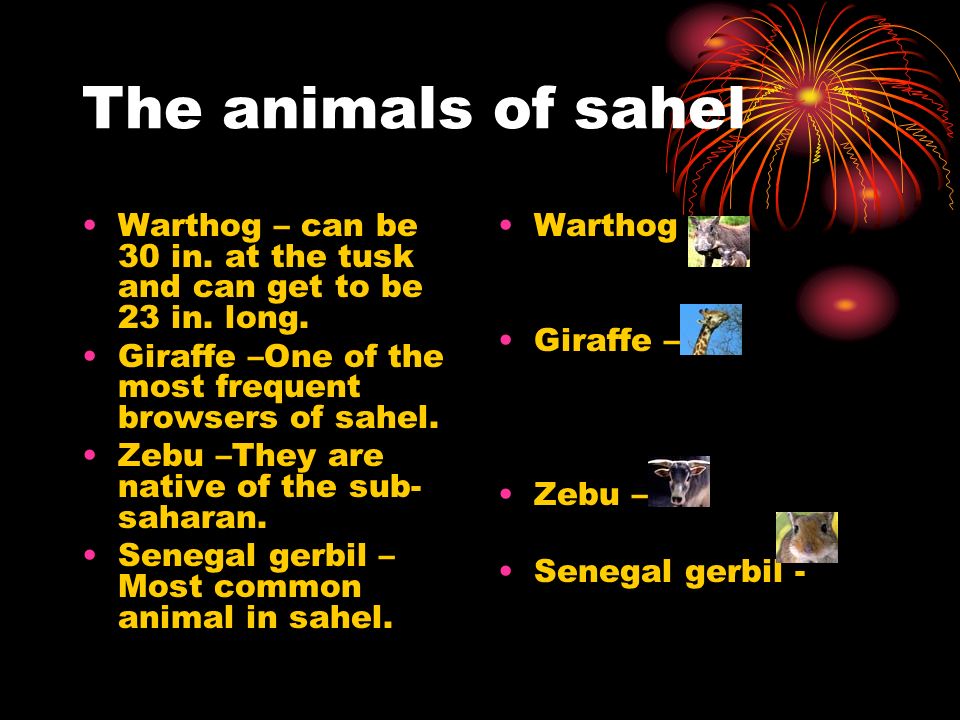 The animals of sahel Warthog – can be 30 in. at the tusk and can get to be 23 in.