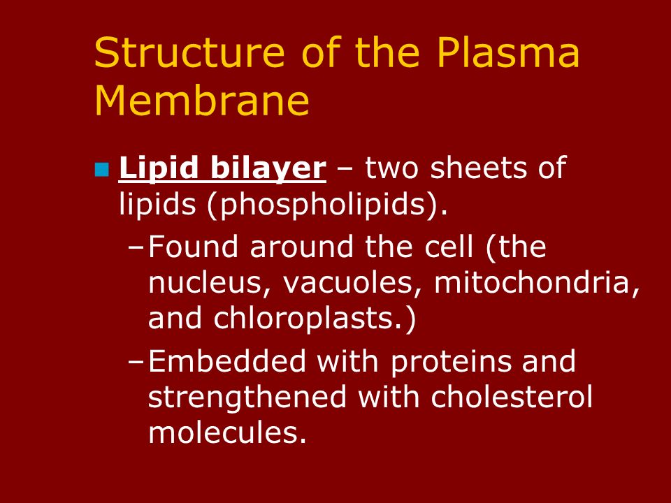 Structure of the Plasma Membrane Lipid bilayer – two sheets of lipids (phospholipids).