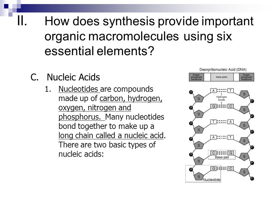 How Does Synthesis Provide Important Organic Macromolecules Using Six Essential Elements How Does Synthesis Provide Important Organic Macromolecules Using Six Essential Elements