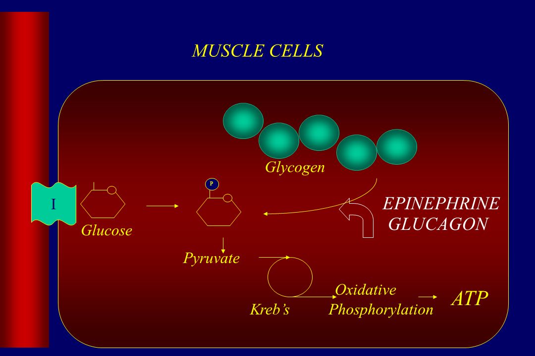 Glucose MUSCLE CELLS P Pyruvate I Kreb’s ATP Glycogen EPINEPHRINE GLUCAGON Oxidative Phosphorylation