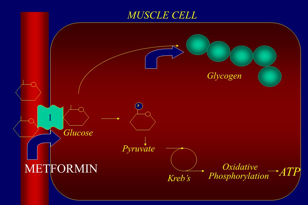 Glycogen Glucose MUSCLE CELL P Pyruvate I Kreb’s ATP METFORMIN Oxidative Phosphorylation